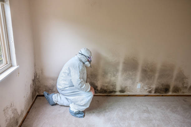 Best Basement Mold Remediation in Gering, NE