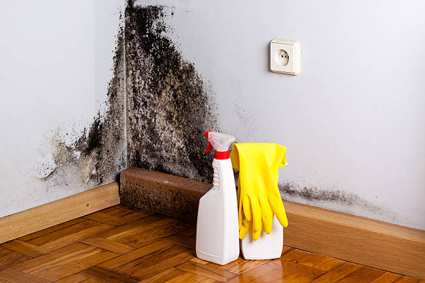Professional Mold Remediation in Gering, NE