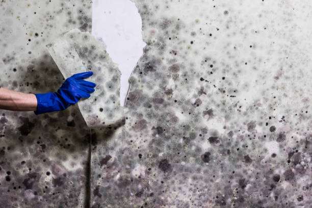 Best HVAC Mold Remediation in Gering, NE
