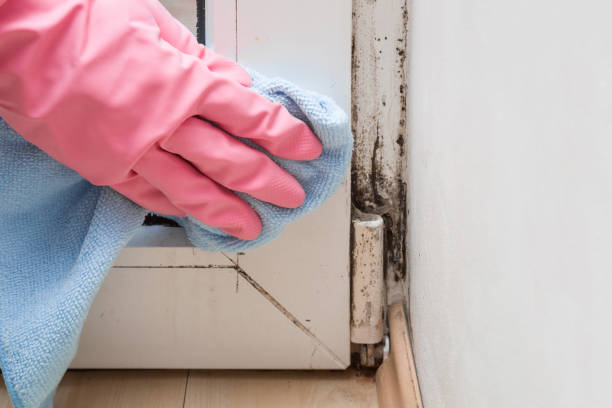 Best Black Mold Remediation in Gering, NE